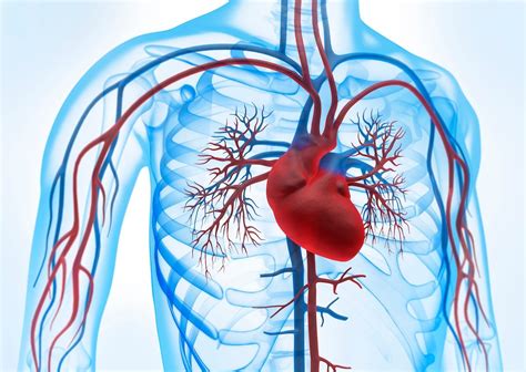 Sistema cardiovascular: funciones, órganos y enfermedades - Tua Saúde