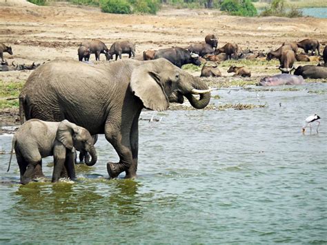 Animal sighting: Angry elephant charges hippo - WATCH