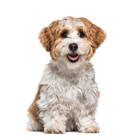 Master Havanese Dog Training: Top 10 Effective Methods Explained