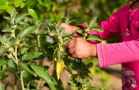 How to Grow Ashwagandha in Australia : AGT