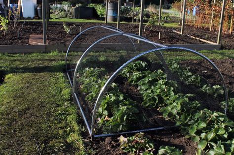 Portable Domed Garden Fruit Vegetable Cage Protection 0.68m High x 1.2m Wide | eBay