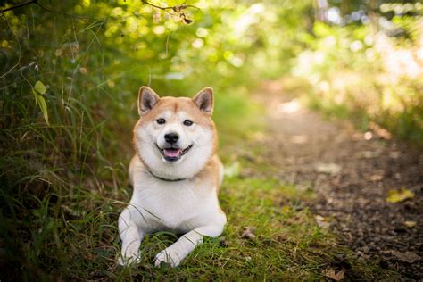 Shiba Inu Husky Mix: Your Best Guide To An Adorable Hybrid