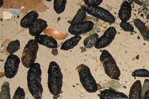 Feces - How to Identify Animal Droppings in the Attic