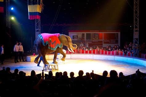 African elephant performing in a circus. Photo by Sebastiaan ter Burg - Earth Buddies