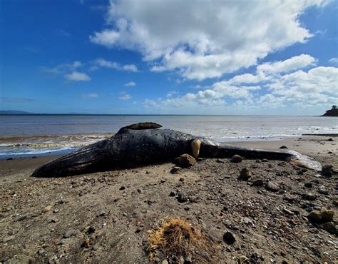 Los Angeles Times: First Dead Whale of 2023 Washes Up on California ...