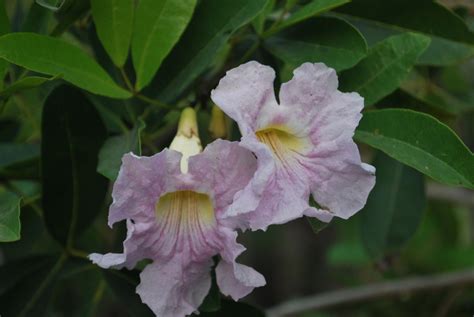 tabebuia flowers 3 | Cainta Plant Nursery