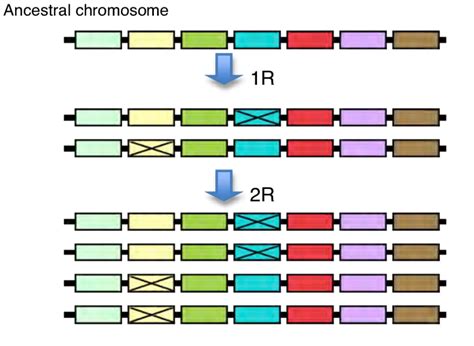 The-first-two-whole-genome-duplication-events-pictured-by-a-single-chromosome | FOS Media ...