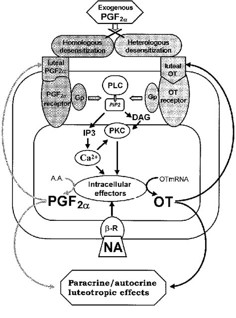 Conceptual model showing a positive autocrine/ paracrine feedback loop ...