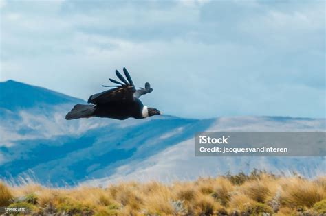 Flying Condor In The Argentinan Andes Stock Photo - Download Image Now ...