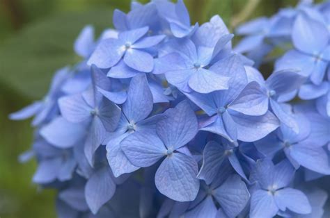 Nikko Blue Hydrangea: Plant Care & Growing Guide