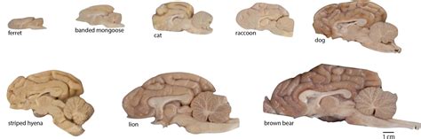 Trickster Brains @ Shahala – NW NOGGIN: Neuroscience outreach group ...