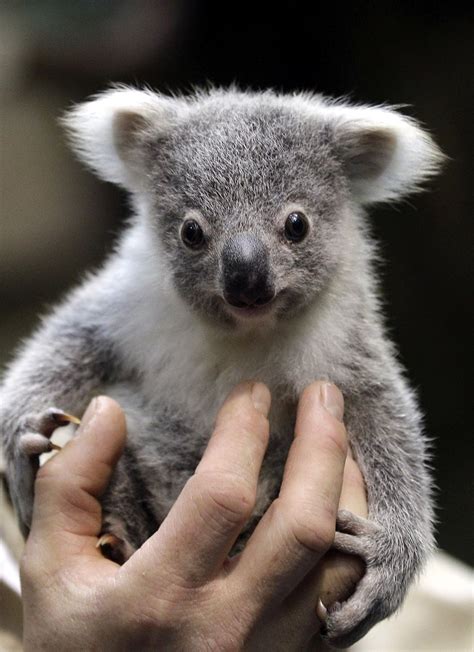 A Baby Koala Bear | Koalas | Cute Animals, Cute baby animals, Baby koala