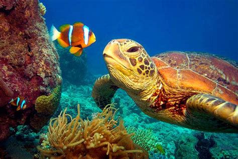 kids turtle and clownfish in The Great Barrier Reef | المرسال