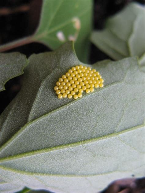 Round yellow insect eggs?