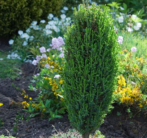 Top 10 evergreen shrubs for small gardens (2022)