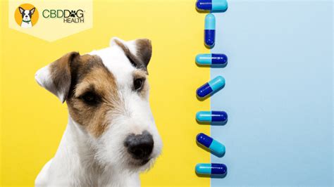 Antibiotics for Dogs - An Alternative Method with Dr. Zac Pilossoph - CBD Dog Health