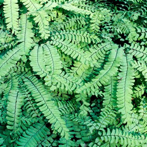 Maidenhair Fern