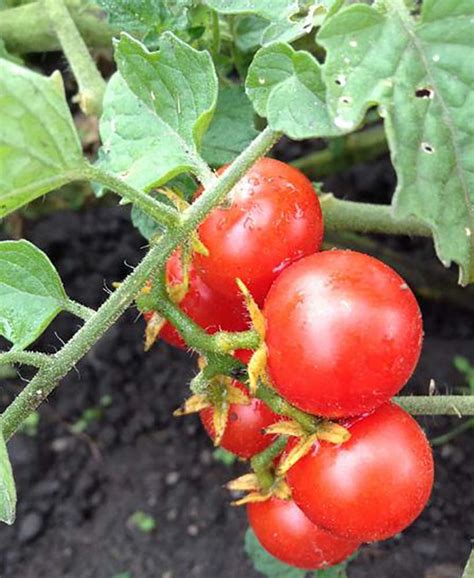 Sweetie Cherry Tomato Plant - Sweet & Juicy - 4" Pot - Walmart.com