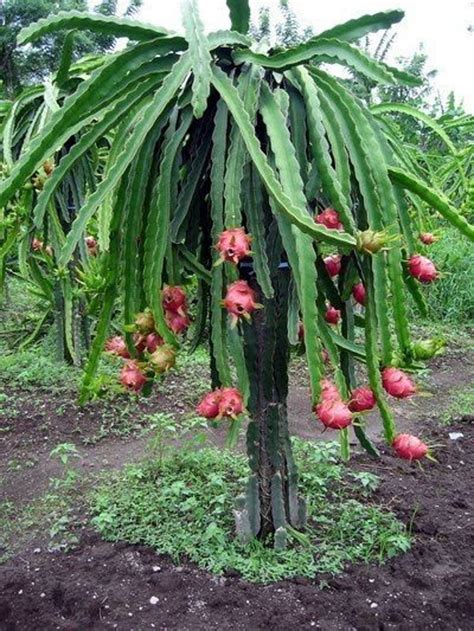 Everything You Need to Know About Dragon Fruit Trees | Dragon fruit ...