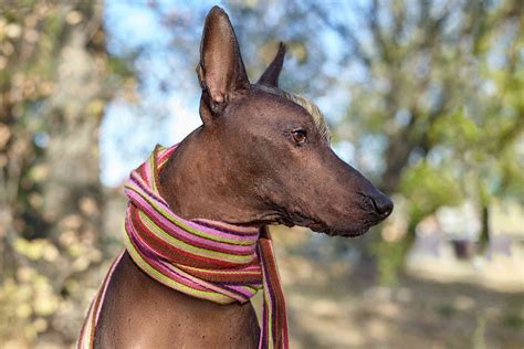 Xoloitzcuintli (Mexican Hairless): Characteristics & Care