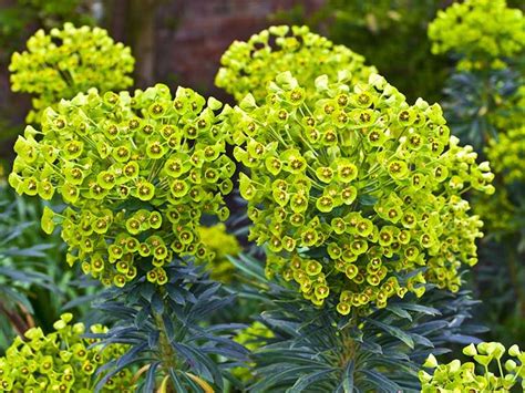 Good winter foliage is a rare thing in the garden, but some euphorbias produce handsome rosettes ...