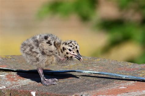 Herring Gull Chicks 2009/gull_chick_0206096006