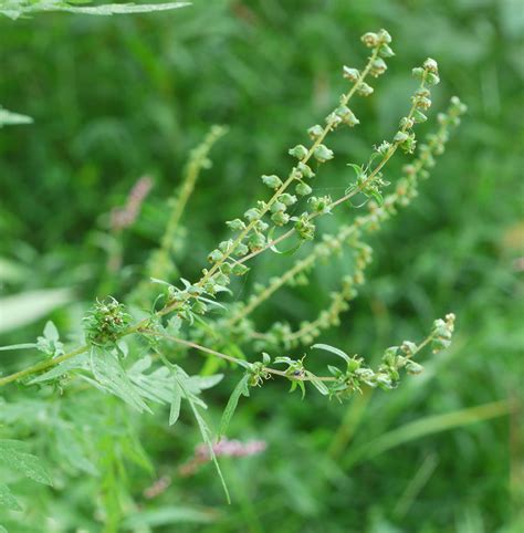 Common ragweed | Identify that Plant