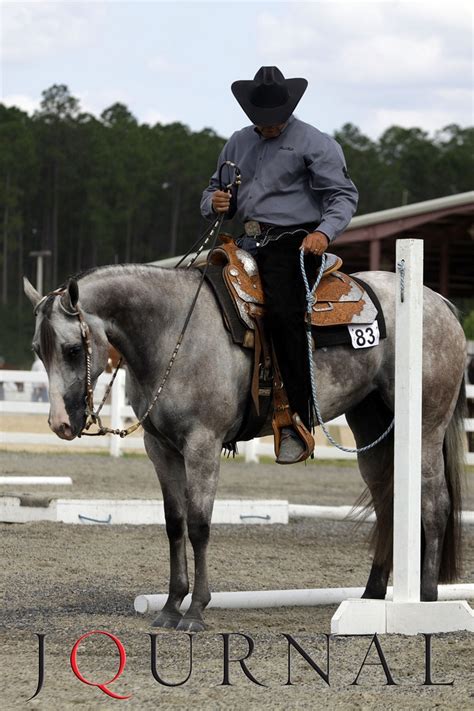 20 best images about Grulla and Grullo Horses on Pinterest | To be ...