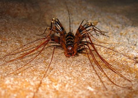 Cave insect with many legs | Creepy Crawlers | Pinterest | Insects