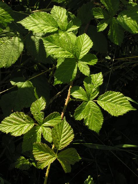 Rubus fruticosus 02 | Plant leaves, Plants, Flickr