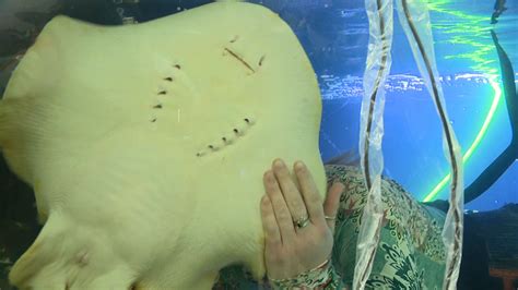 Charlotte the stingray's death highlights gaps in marine biology knowledge