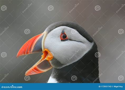 Puffin With In Its Beak Fish Stock Photo | CartoonDealer.com #15083844