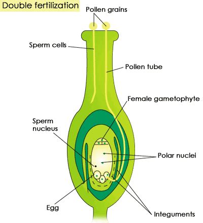 Ballow blog: plant fertilization