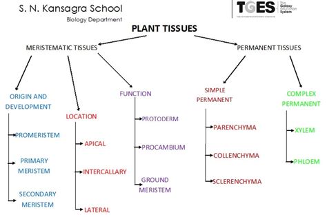 Meristematic Tissue In Plants Diagram