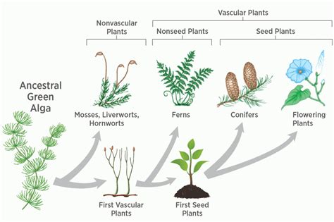 Evolution of Plants – QR Learning Platform