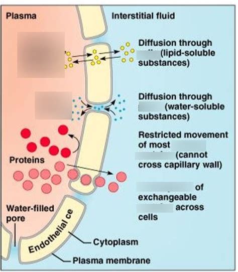 Exchange across continuous capillary walls Diagram | Quizlet