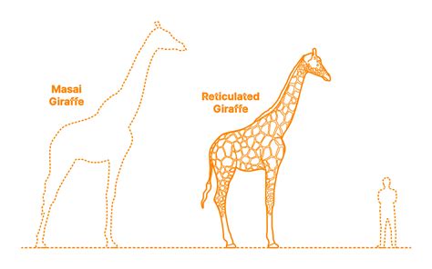 Reticulated Giraffe (Giraffa reticulata) Dimensions & Drawings | Dimensions.com