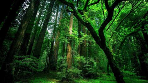 Nature Green Forest Wallpapers - Top Free Nature Green Forest Backgrounds - WallpaperAccess
