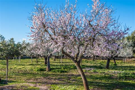 Almond Trees Blooming in Winter Sun in Majorca, Spain Stock Photo - Image of beautiful, fruit ...