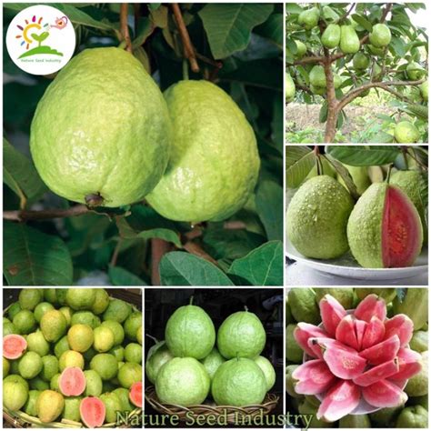 [High Germination] Guava Seeds for Planting (100 seeds/pack, Suitable for Growing In Malaysia ...