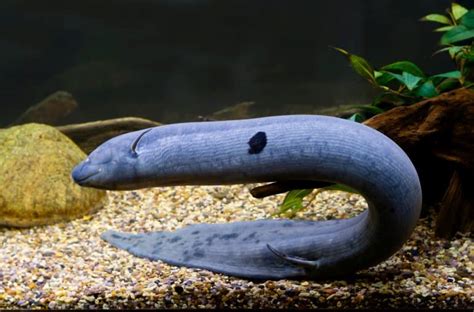 10 Incredible Lungfish Facts - Fact Animal