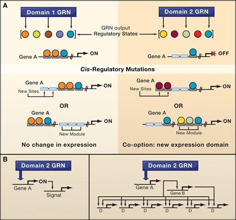 Evolution of Gene Regulatory Networks Controlling Body Plan Development: Cell