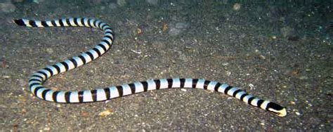 Beautiful and Venomous Belcher's Sea Snake