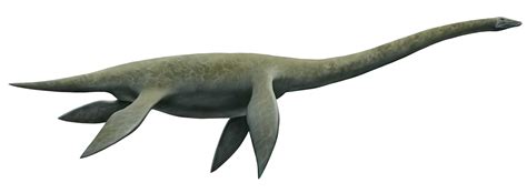 Plesiosaur - Reptipedia, the Reptile & Amphibian Wiki