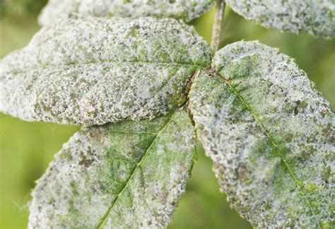 Treating Powdery Mildew on Plants