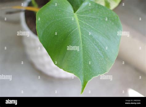 MONSTERA DELICIOSA PLANT Stock Photo - Alamy