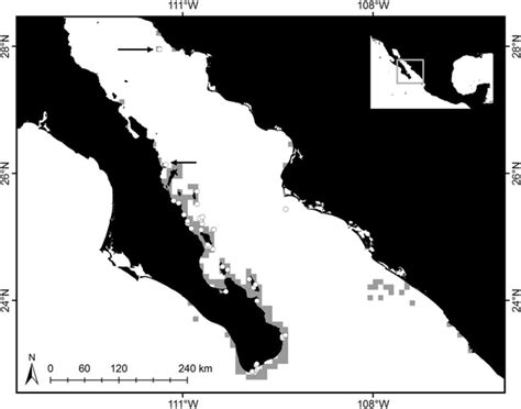 Georeferenced occurrences of Zanclus cornutus in the Gulf of California... | Download Scientific ...