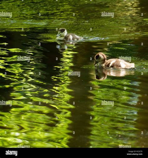 Baby Egyptian geese swimming Stock Photo - Alamy