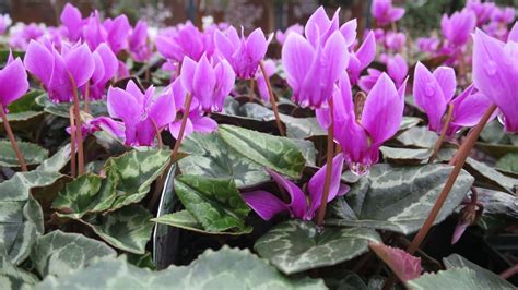 Cyclamen hederifolium Spring Flowering Bulbs, Spring Flowers, Plants, Plant, Planets, Spring Colors