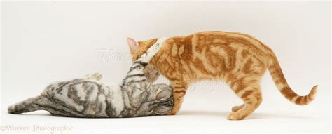 Cats playing photo WP13240